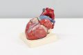 Jak skutecznie dbać o układ sercowo-naczyniowy?